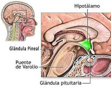 la glandula pineal significado